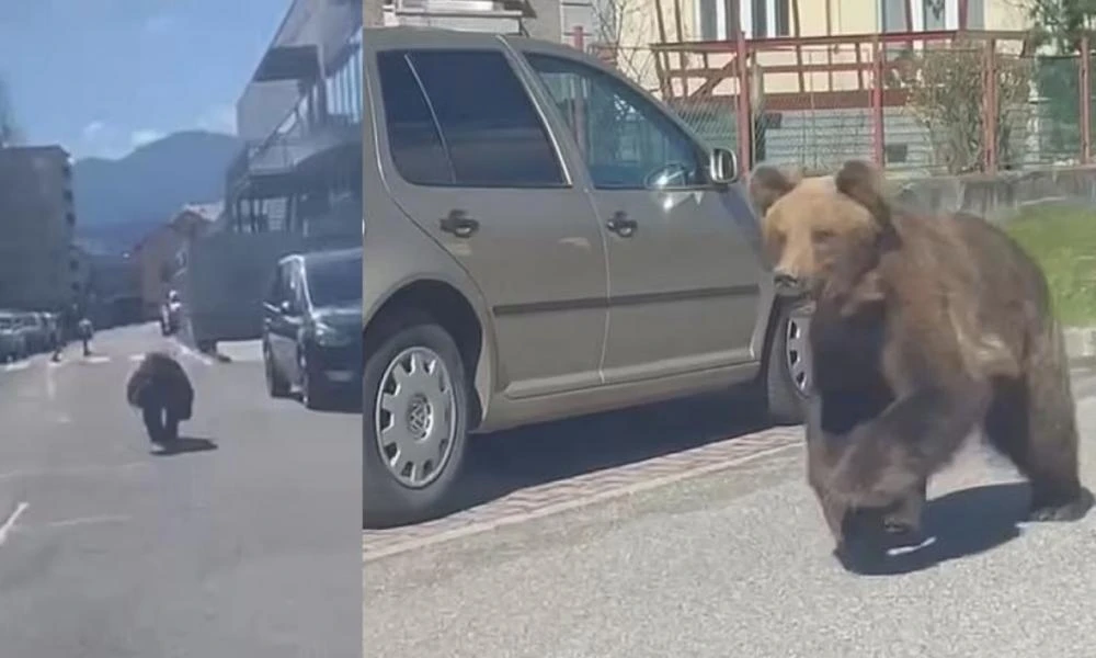 Σλοβακία: Νέο βίντεο με την αρκούδα που τραυμάτισε πέντε ανθρώπους